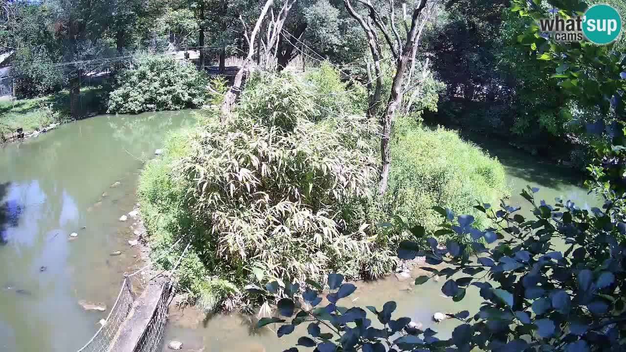 Yellow-cheeked gibbon Zoo Ljubljana livecam