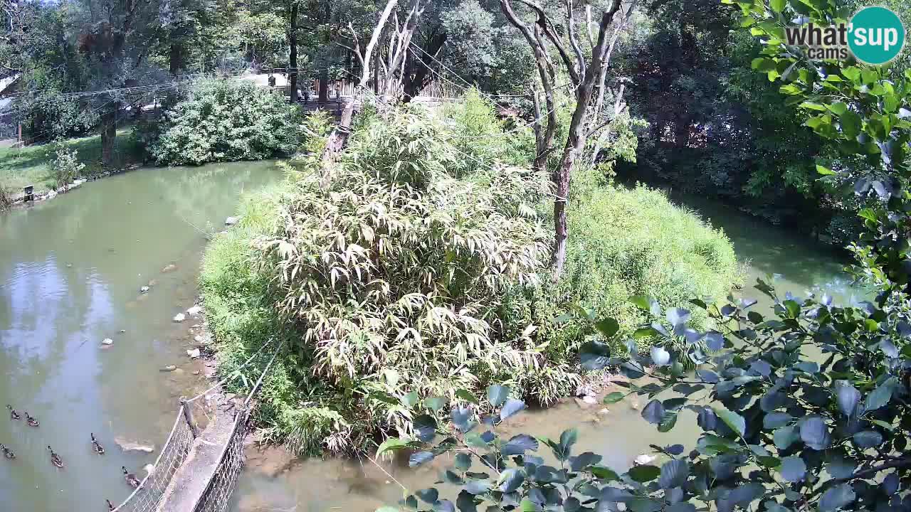 Gibbon à joues jaunes Zoo Ljubljana live cam
