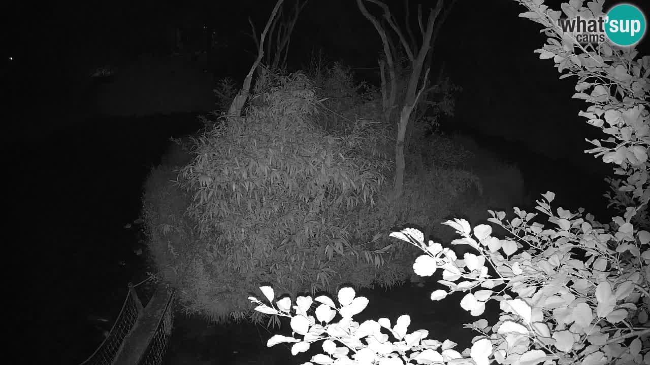 Südlicher Gelbwangen-Schopfgibbon Zoo Ljubljana webcam