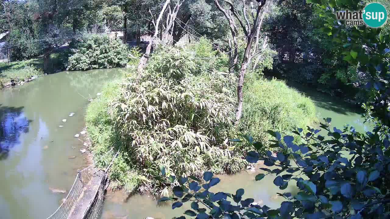Yellow-cheeked gibbon Zoo Ljubljana livecam