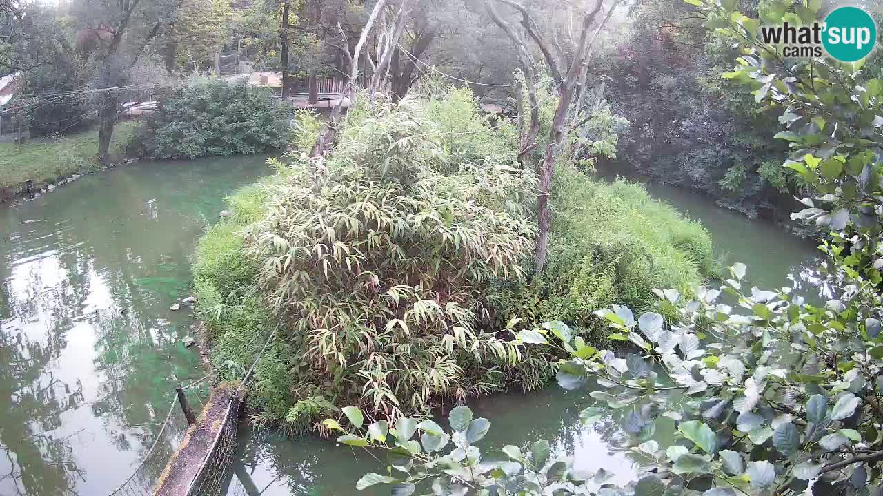 Südlicher Gelbwangen-Schopfgibbon Zoo Ljubljana webcam
