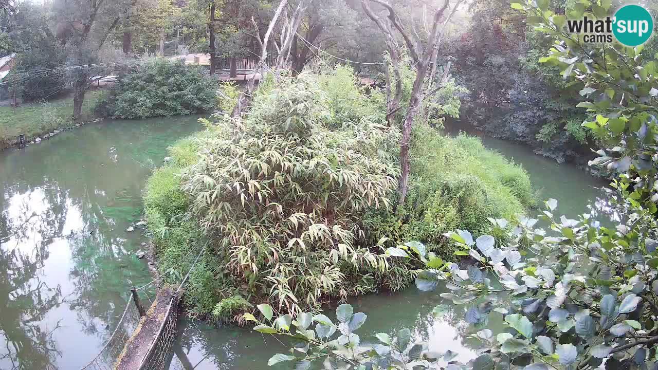Gibbon à joues jaunes Zoo Ljubljana live cam
