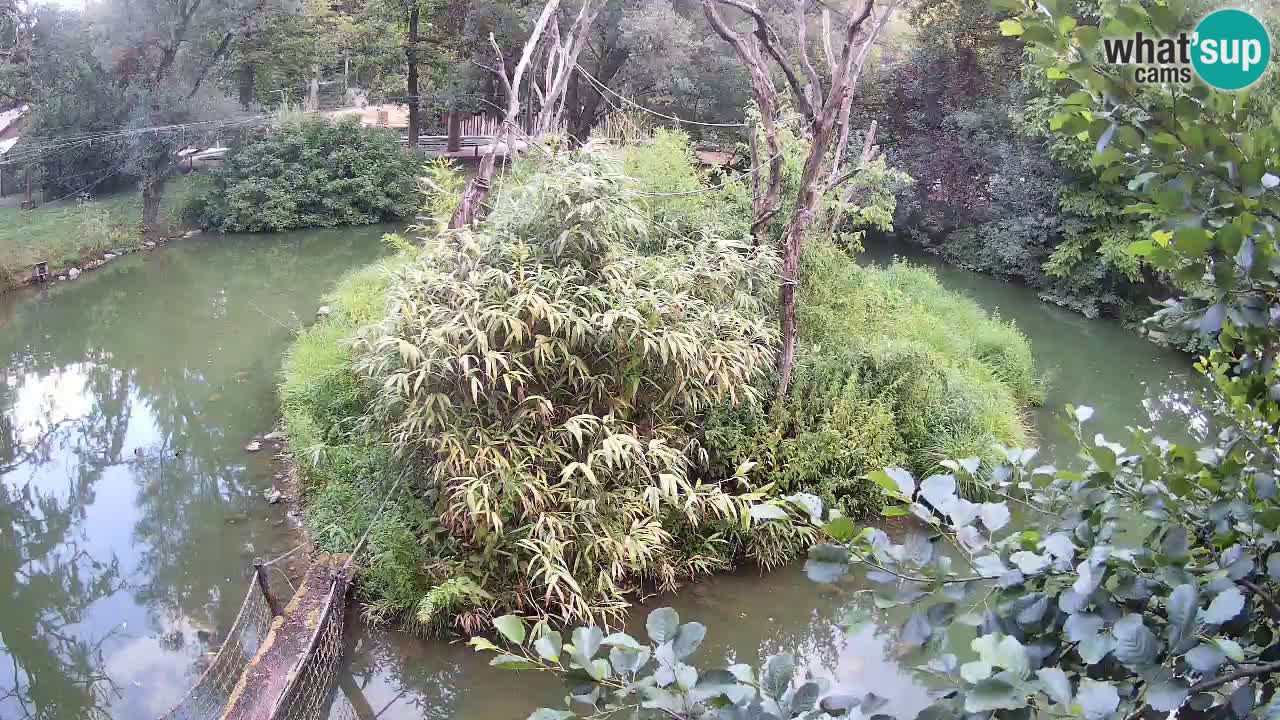 Südlicher Gelbwangen-Schopfgibbon Zoo Ljubljana webcam
