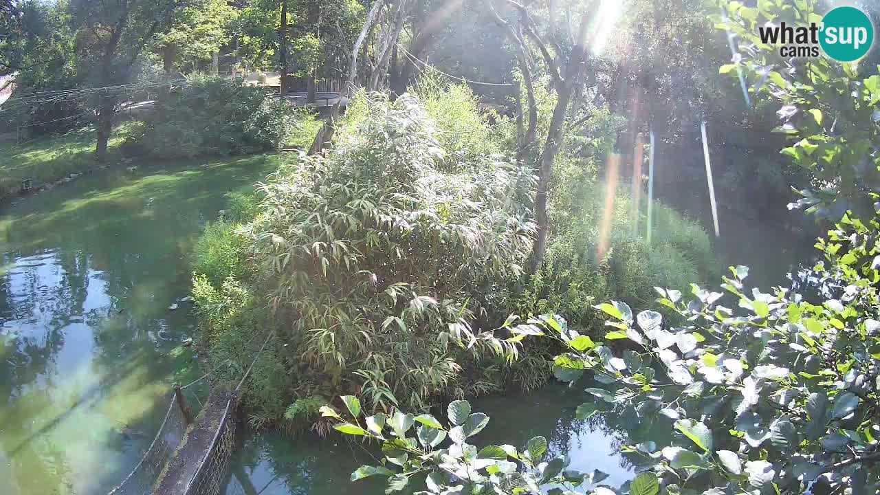 Gibbon à joues jaunes Zoo Ljubljana live cam