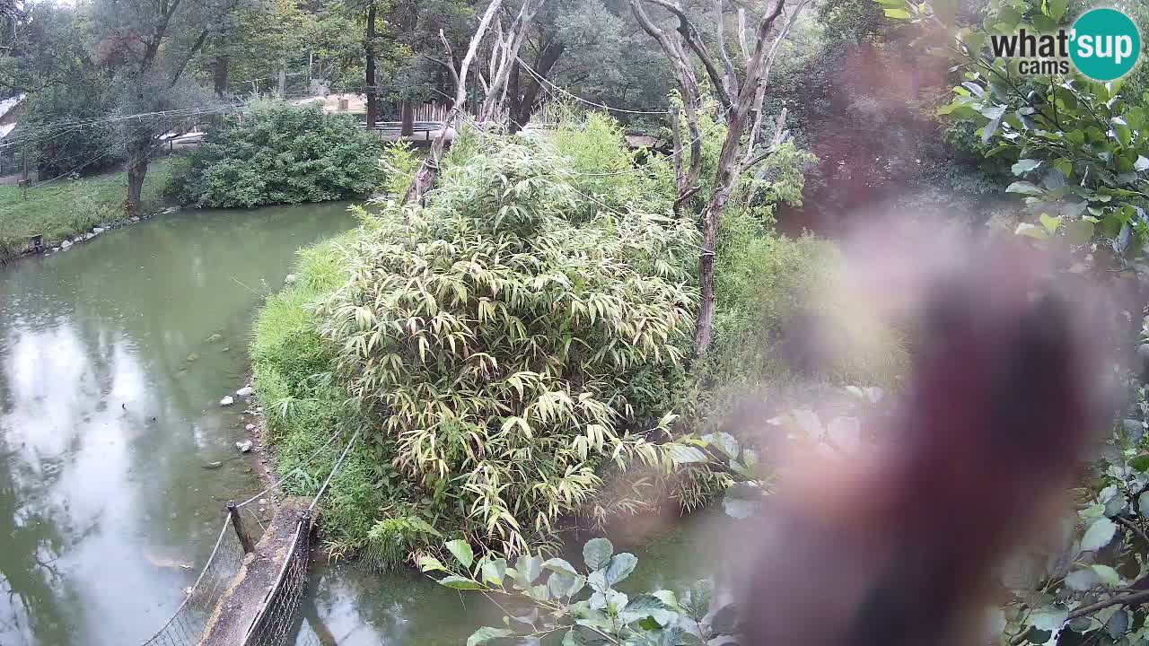 Gibon – Nomascus gabriellae – Zoo Ljubljana web kamera