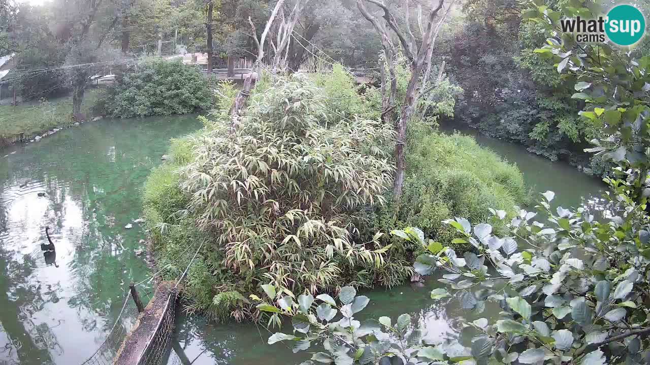 Gibon – Nomascus gabriellae – Zoo Ljubljana web kamera
