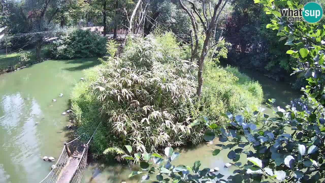 Gibon – Nomascus gabriellae – Zoo Ljubljana web kamera
