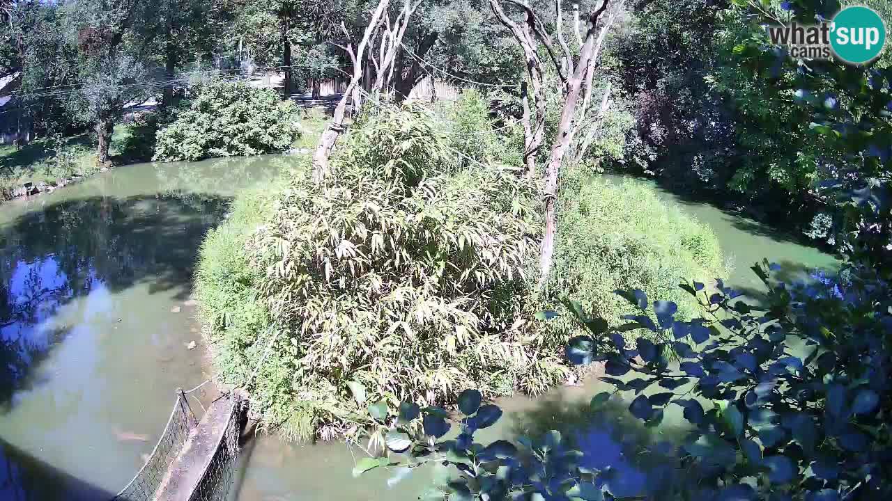 Südlicher Gelbwangen-Schopfgibbon Zoo Ljubljana webcam