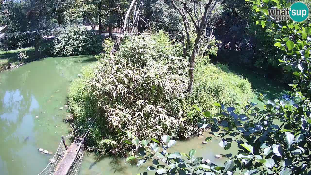 Südlicher Gelbwangen-Schopfgibbon Zoo Ljubljana webcam