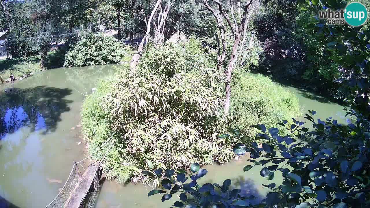 Gibbon à joues jaunes Zoo Ljubljana live cam
