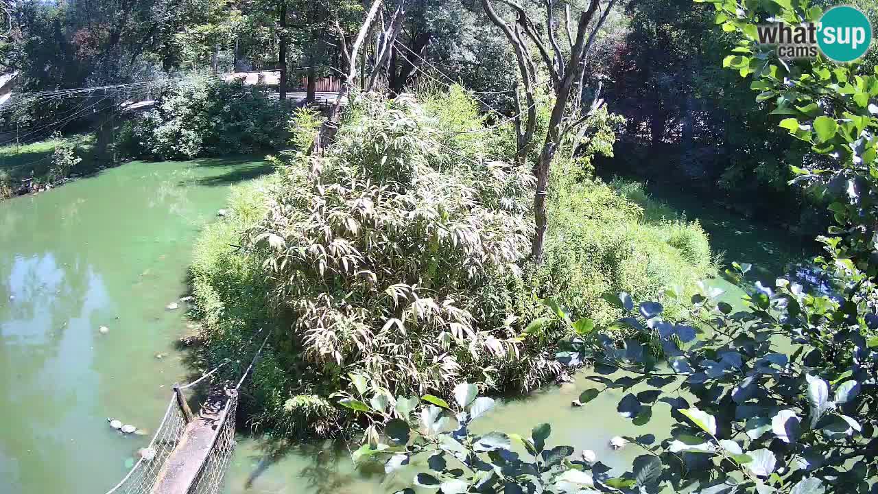 Gibbon à joues jaunes Zoo Ljubljana live cam