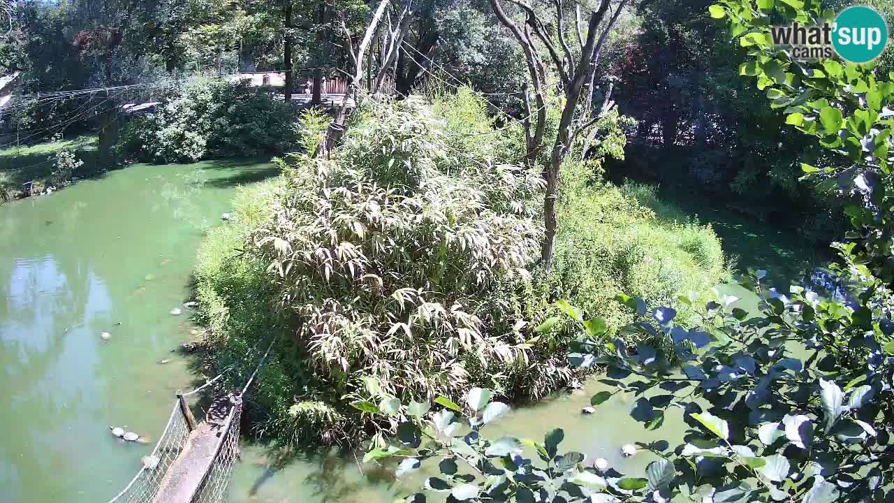 Südlicher Gelbwangen-Schopfgibbon Zoo Ljubljana webcam