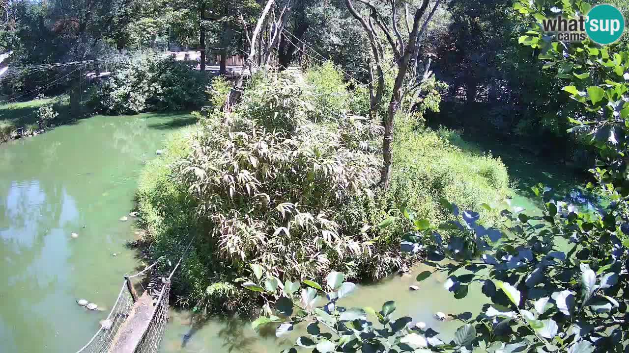 Gibbon à joues jaunes Zoo Ljubljana live cam