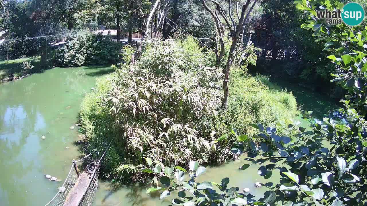 Gibbon à joues jaunes Zoo Ljubljana live cam