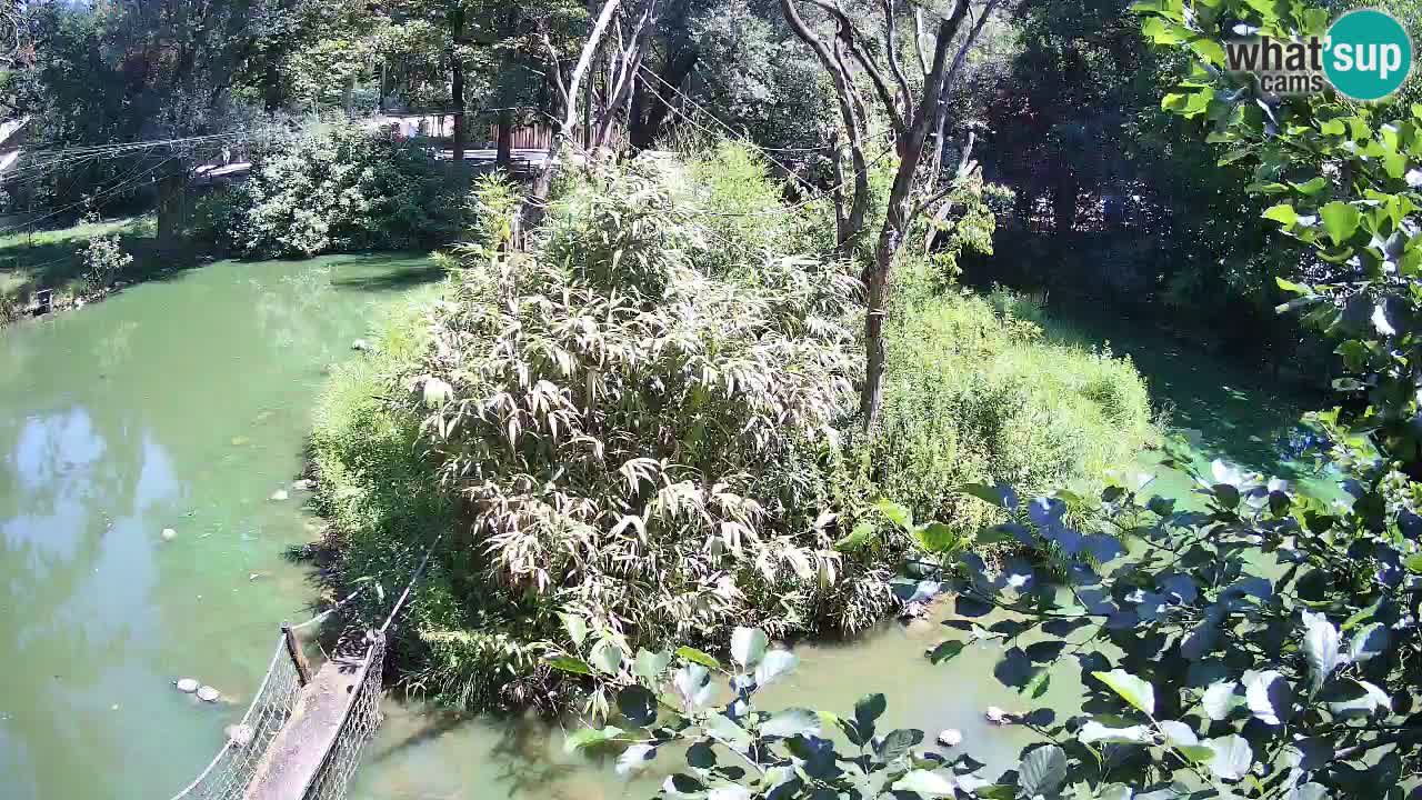 Gibbon à joues jaunes Zoo Ljubljana live cam
