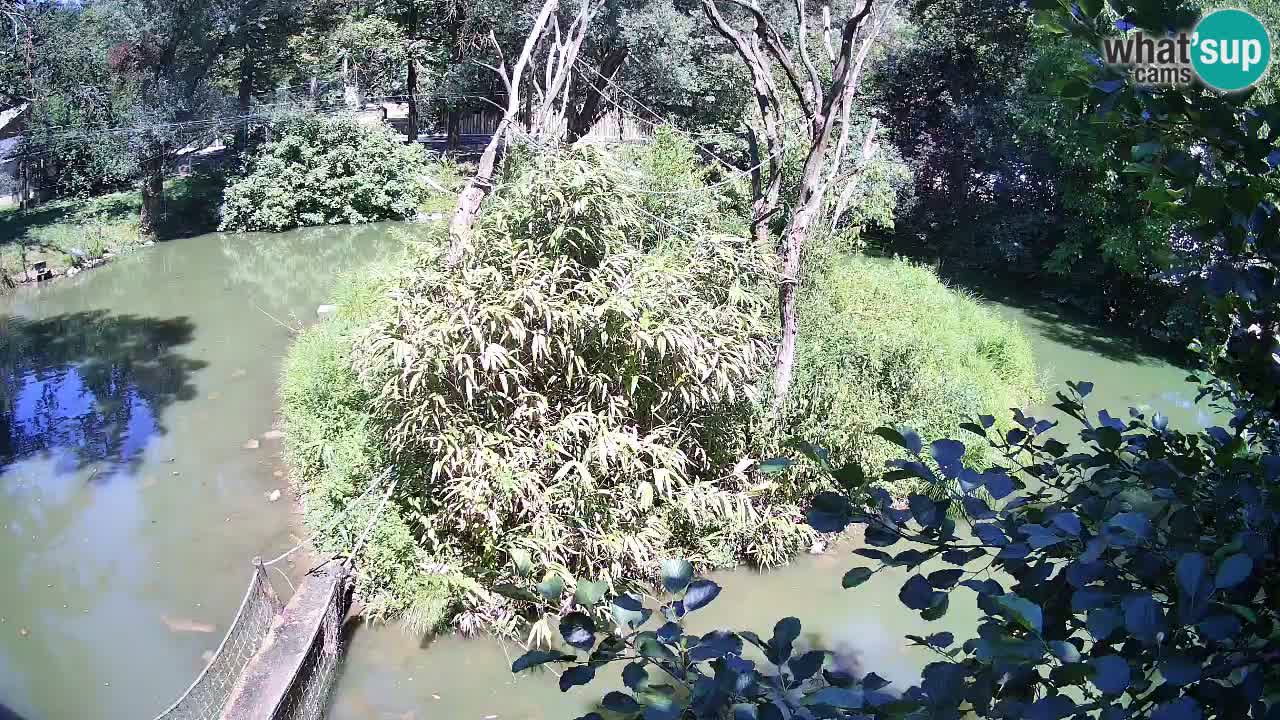 Südlicher Gelbwangen-Schopfgibbon Zoo Ljubljana webcam