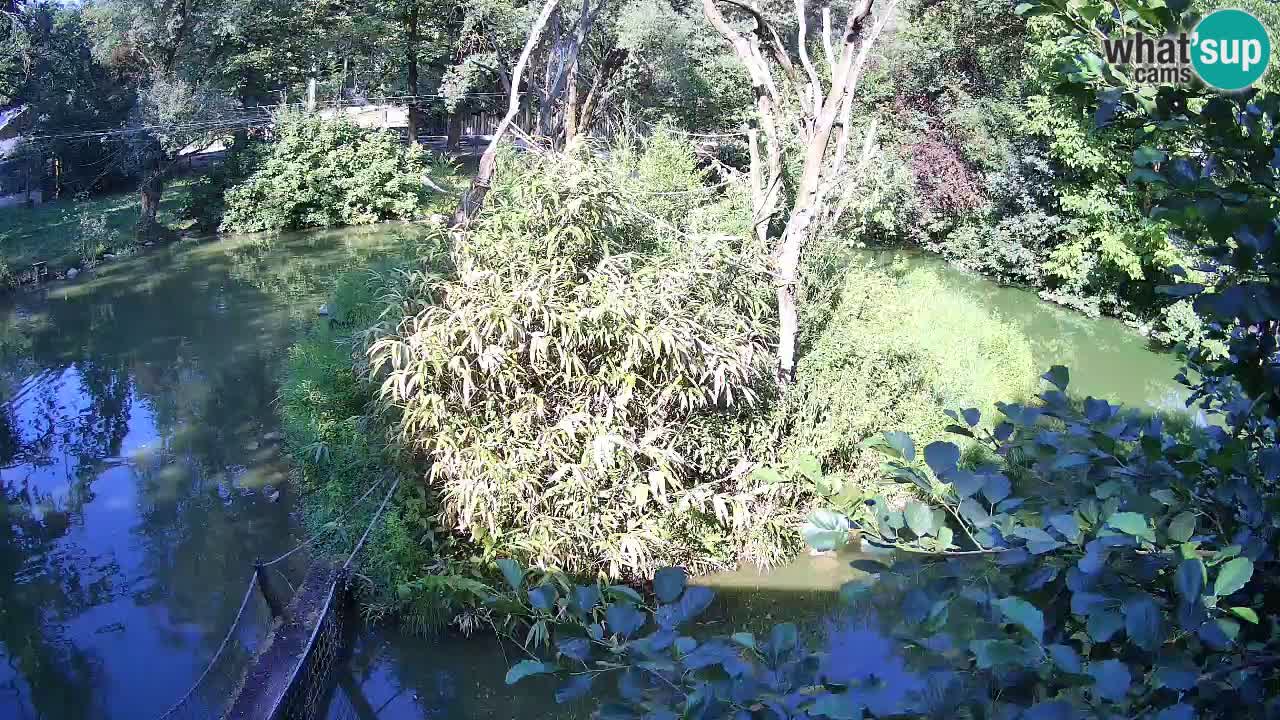 Gibon – Nomascus gabriellae – Zoo Ljubljana web kamera