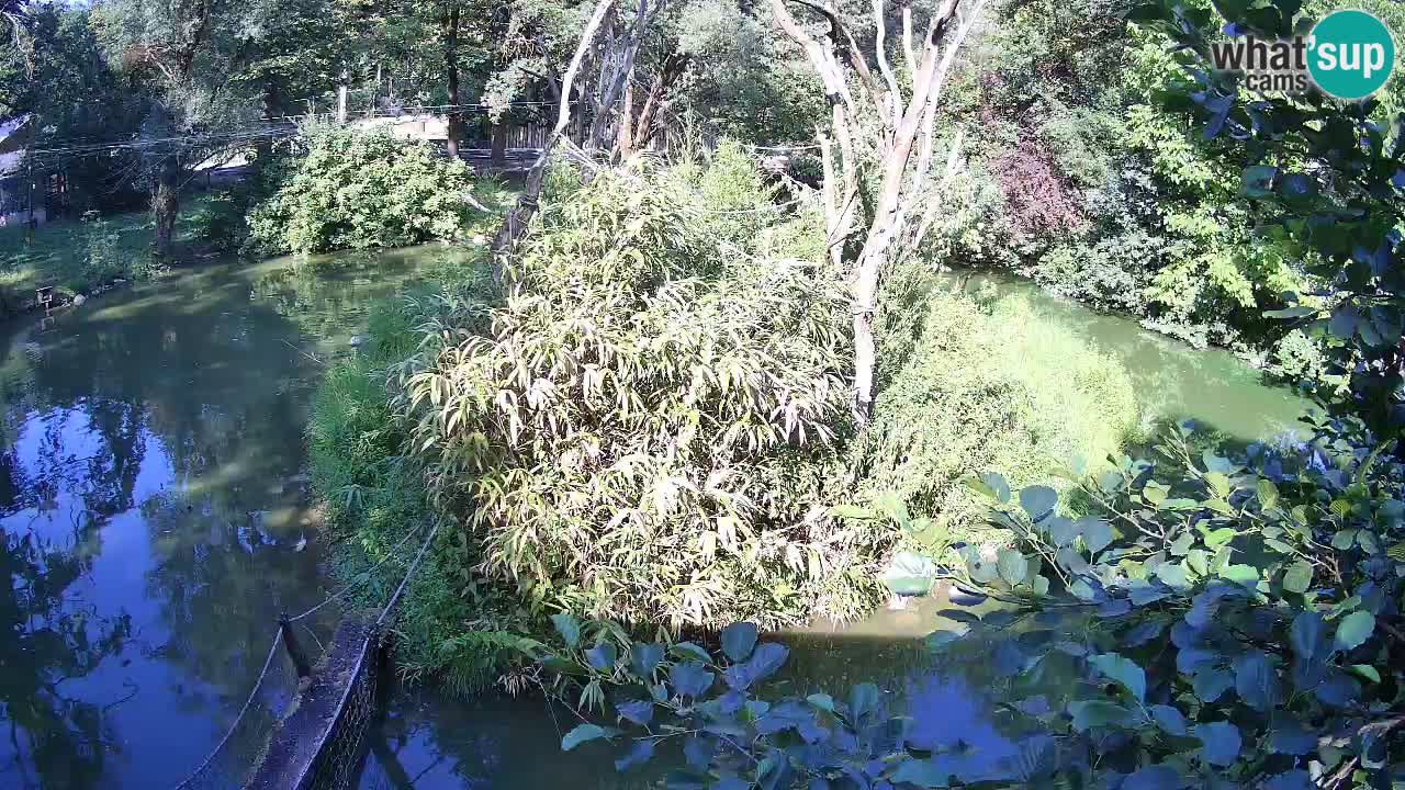 Gibon – Nomascus gabriellae – Zoo Ljubljana web kamera