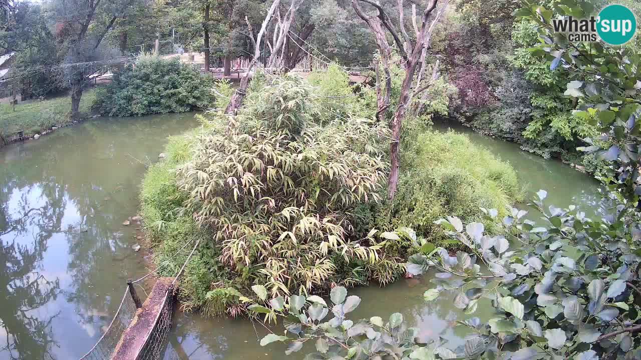Südlicher Gelbwangen-Schopfgibbon Zoo Ljubljana webcam