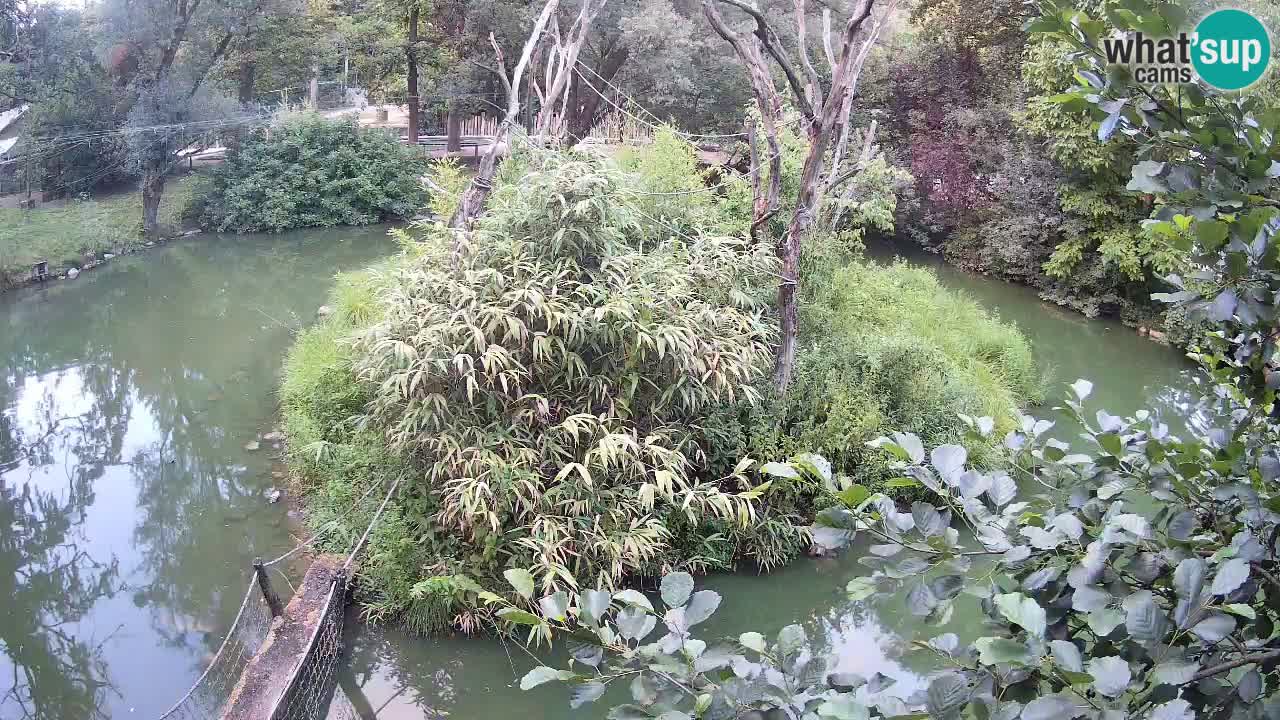 Yellow-cheeked gibbon Zoo Ljubljana livecam