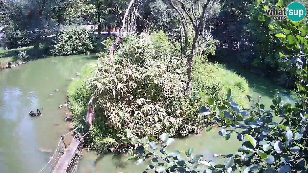 Yellow-cheeked gibbon Zoo Ljubljana livecam