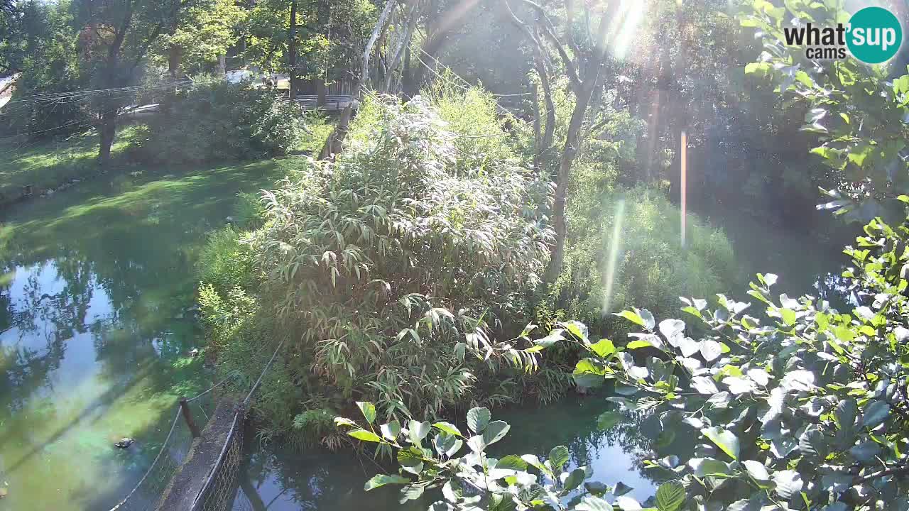 Gibon – Nomascus gabriellae – Zoo Ljubljana web kamera
