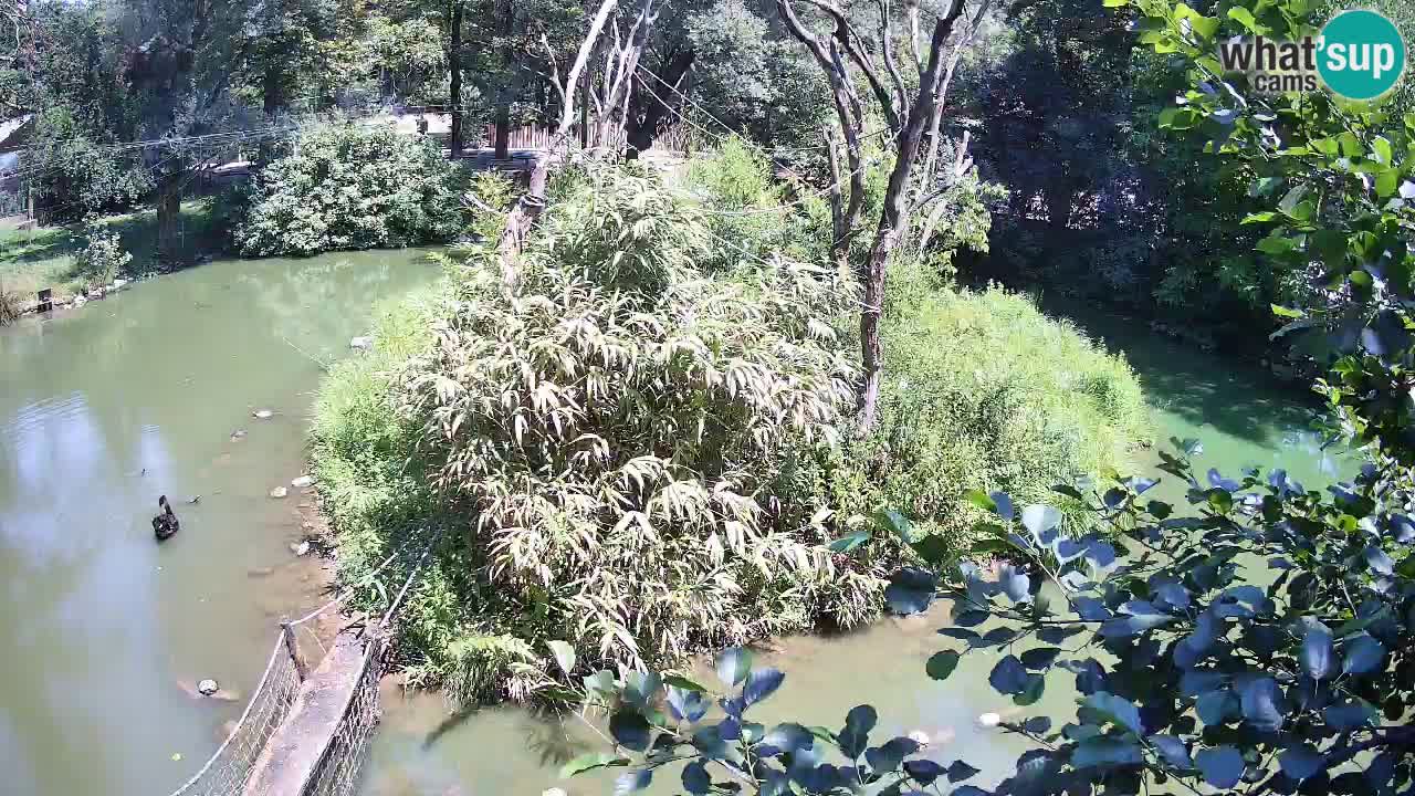 Südlicher Gelbwangen-Schopfgibbon Zoo Ljubljana webcam