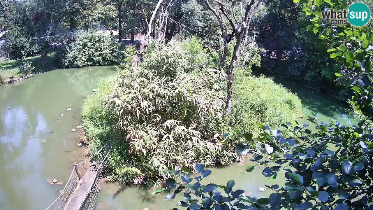 Yellow-cheeked gibbon Zoo Ljubljana livecam