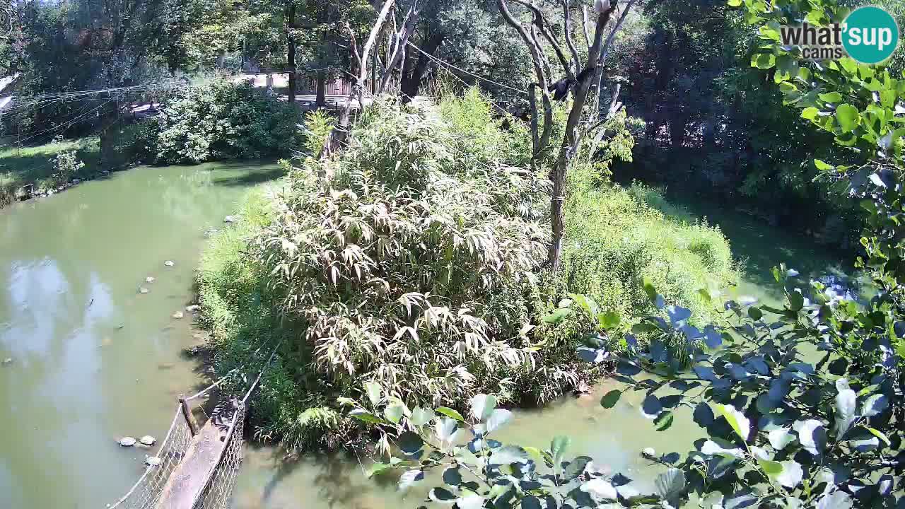 Gibbon à joues jaunes Zoo Ljubljana live cam