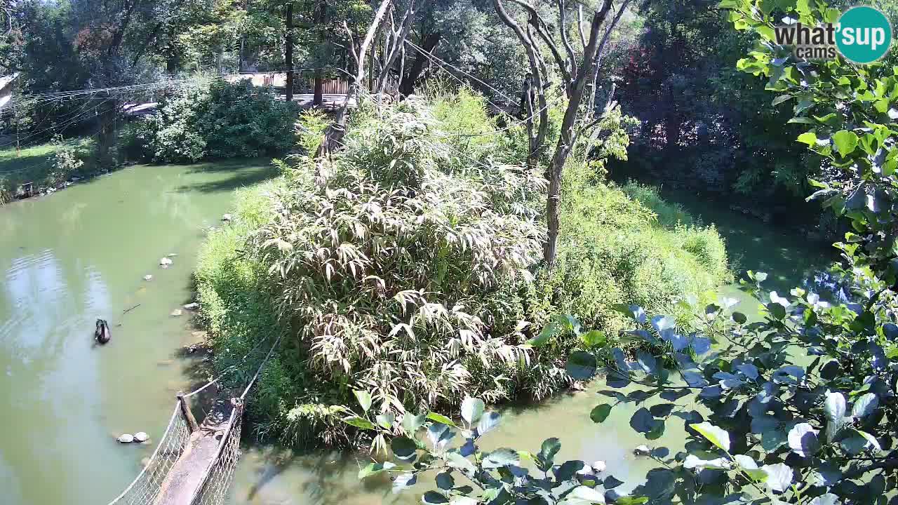 Yellow-cheeked gibbon Zoo Ljubljana livecam