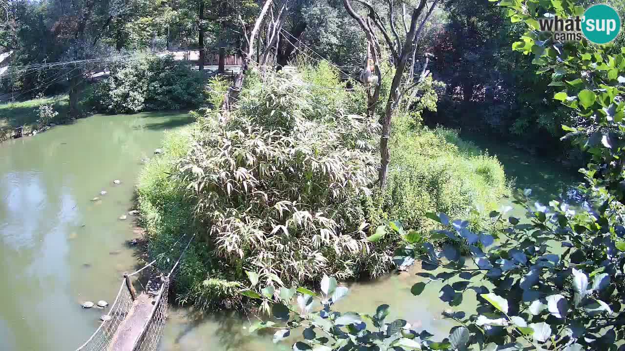 Gibbon à joues jaunes Zoo Ljubljana live cam