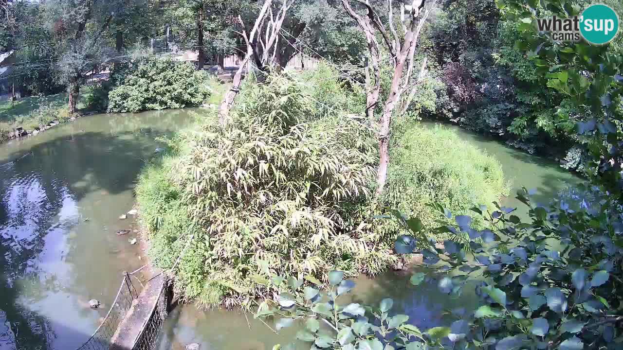 Yellow-cheeked gibbon Zoo Ljubljana livecam