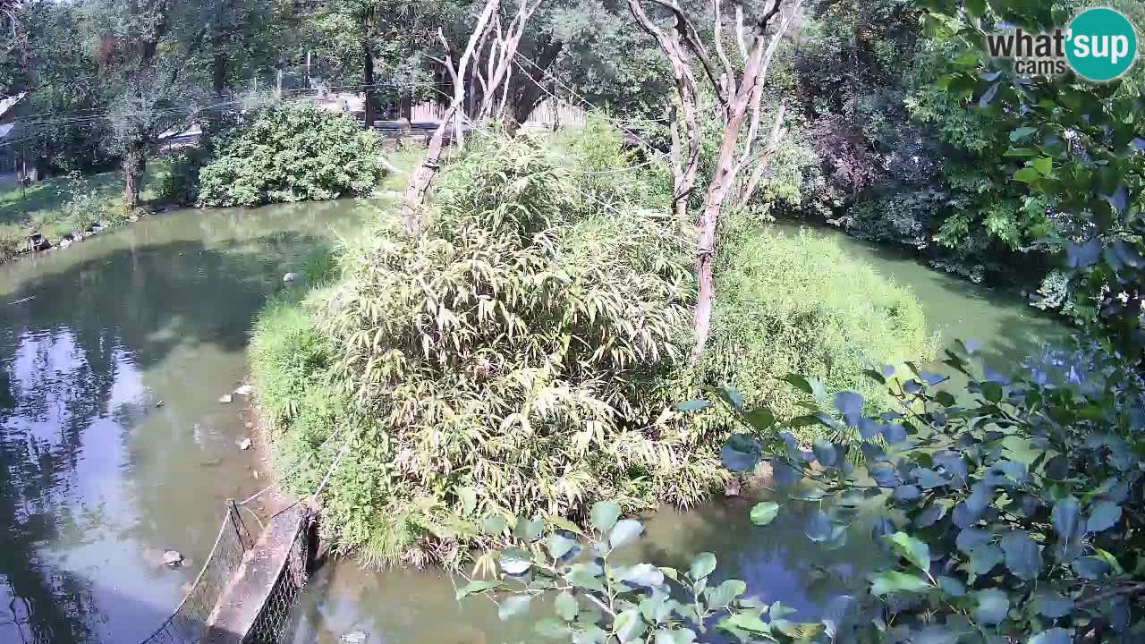 Südlicher Gelbwangen-Schopfgibbon Zoo Ljubljana webcam