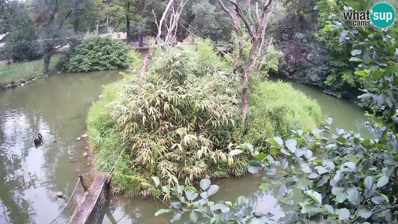 Südlicher Gelbwangen-Schopfgibbon Zoo Ljubljana webcam