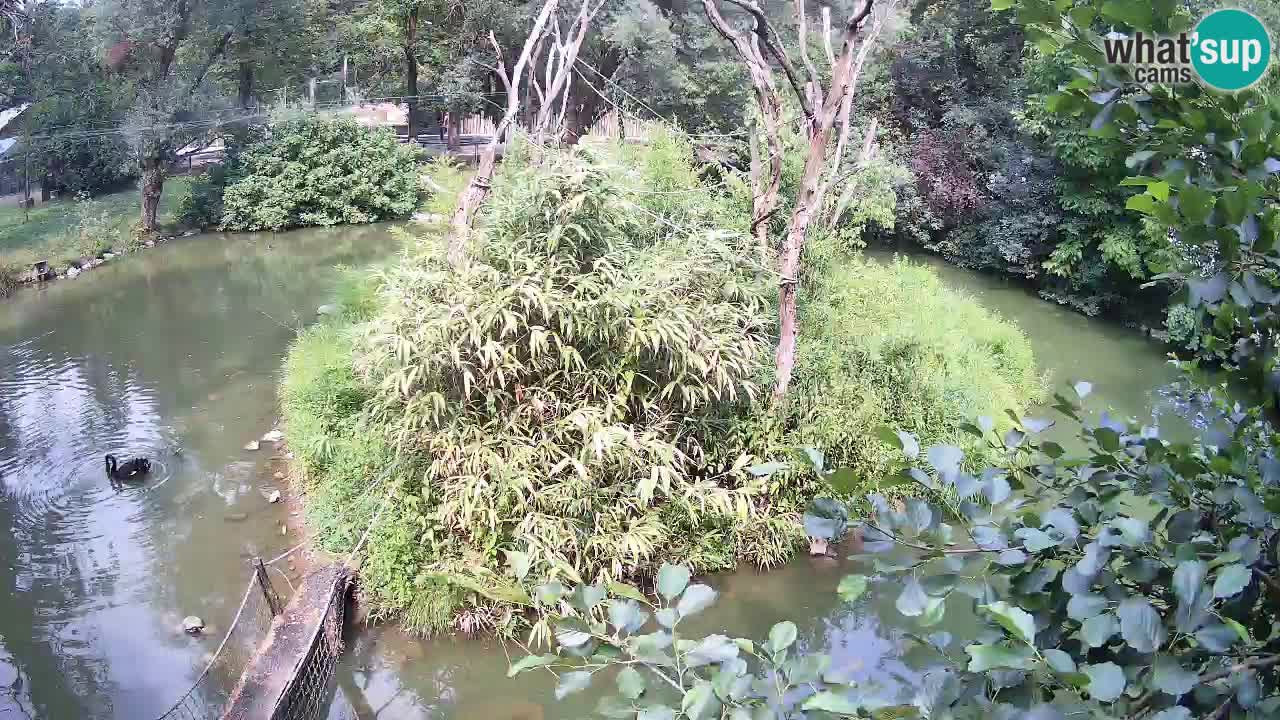 Gibbon à joues jaunes Zoo Ljubljana live cam
