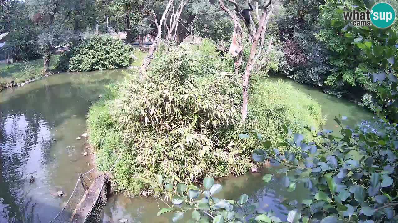 Yellow-cheeked gibbon Zoo Ljubljana livecam