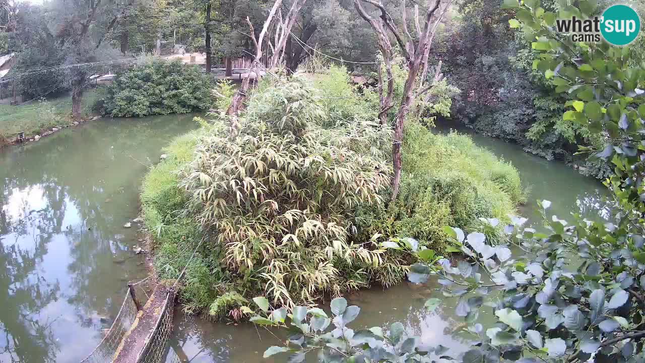 Südlicher Gelbwangen-Schopfgibbon Zoo Ljubljana webcam