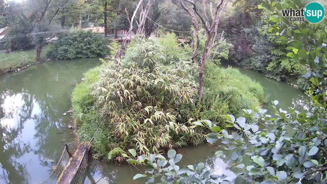 Gibbon à joues jaunes Zoo Ljubljana live cam