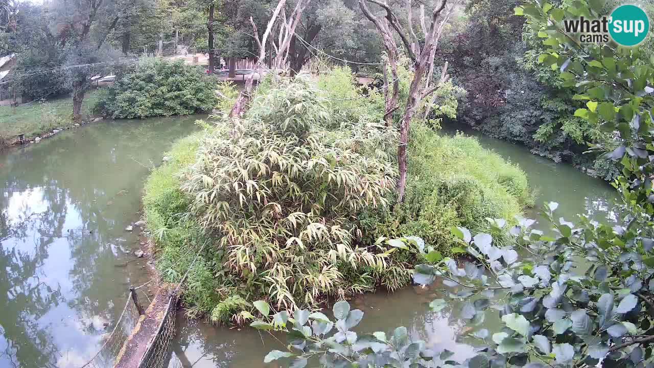 Gibbon à joues jaunes Zoo Ljubljana live cam