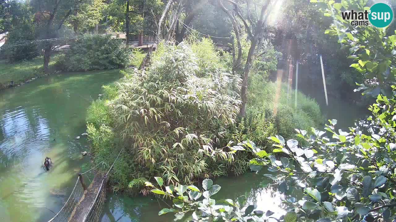 Südlicher Gelbwangen-Schopfgibbon Zoo Ljubljana webcam