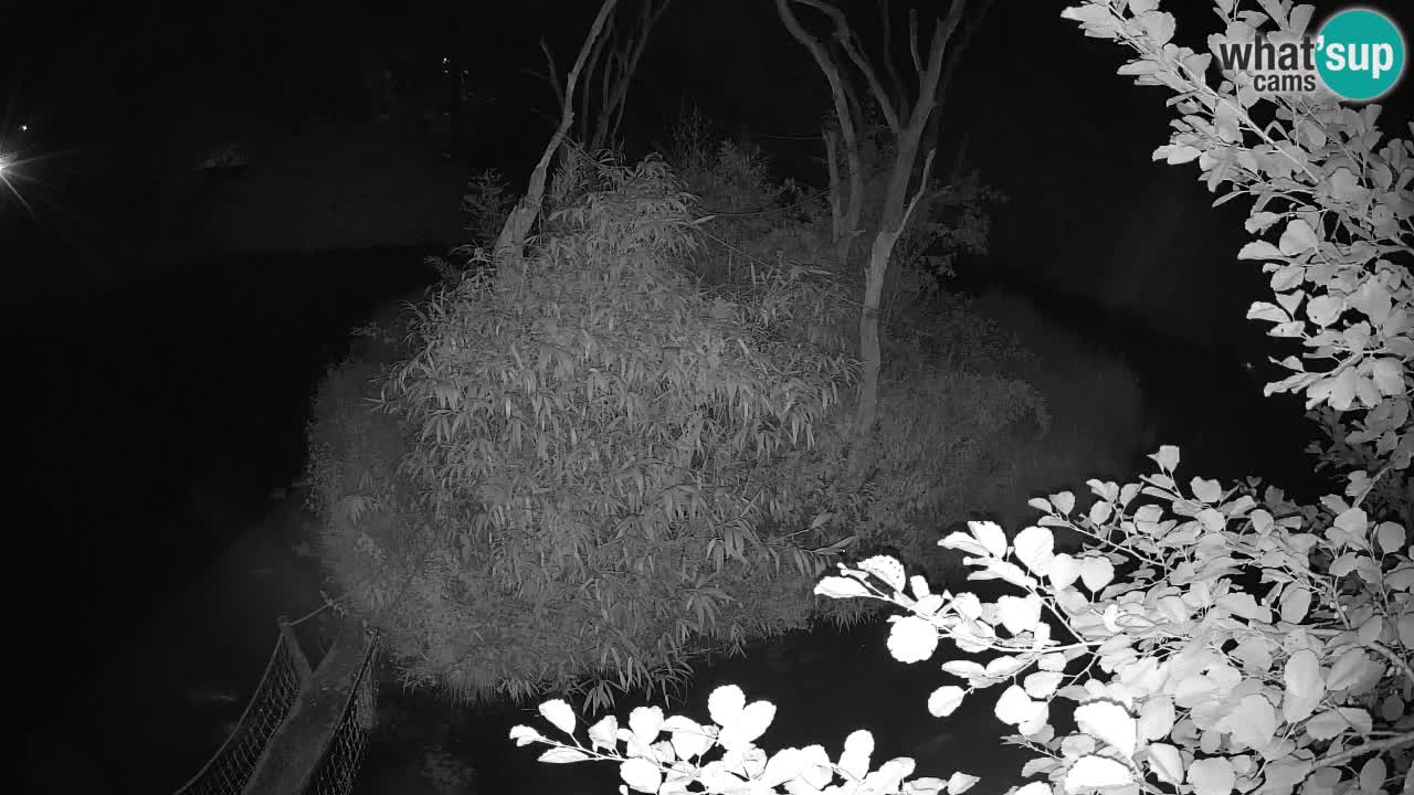 Südlicher Gelbwangen-Schopfgibbon Zoo Ljubljana webcam