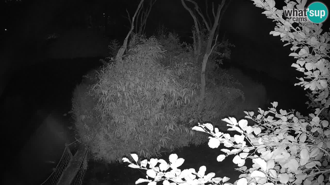 Gibbon à joues jaunes Zoo Ljubljana live cam