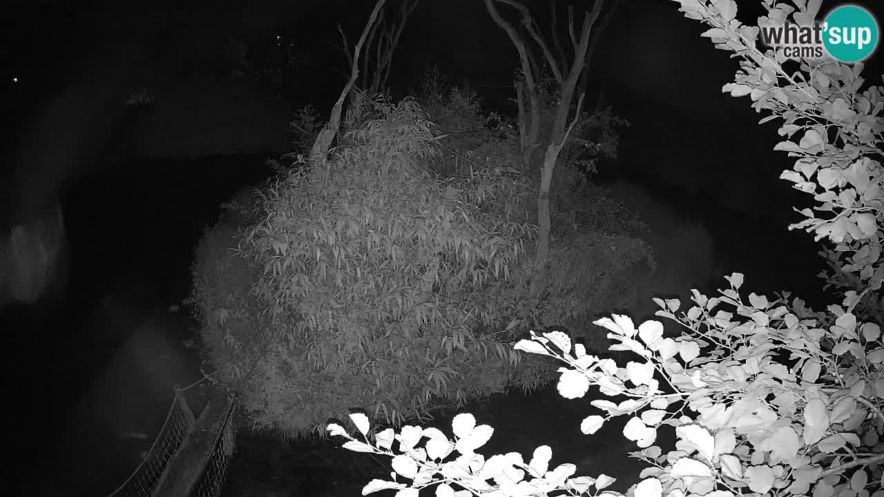 Gibbon à joues jaunes Zoo Ljubljana live cam