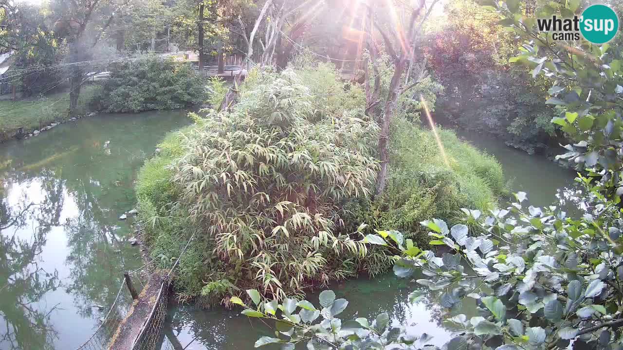 Südlicher Gelbwangen-Schopfgibbon Zoo Ljubljana webcam