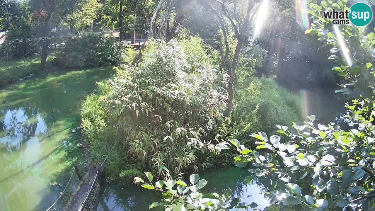 Gibbon à joues jaunes Zoo Ljubljana live cam