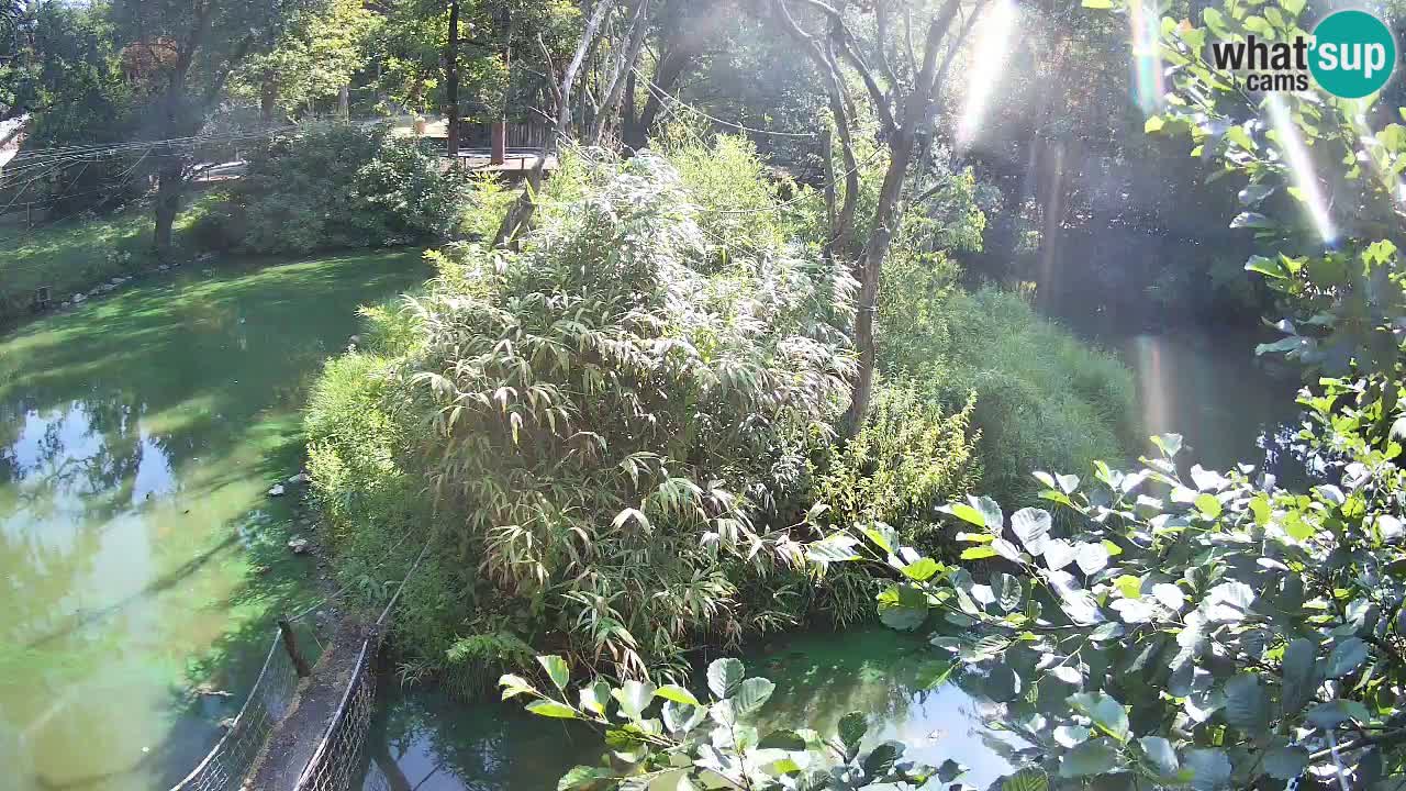 Gibon – Nomascus gabriellae – Zoo Ljubljana web kamera