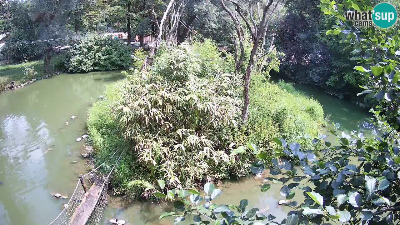 Südlicher Gelbwangen-Schopfgibbon Zoo Ljubljana webcam