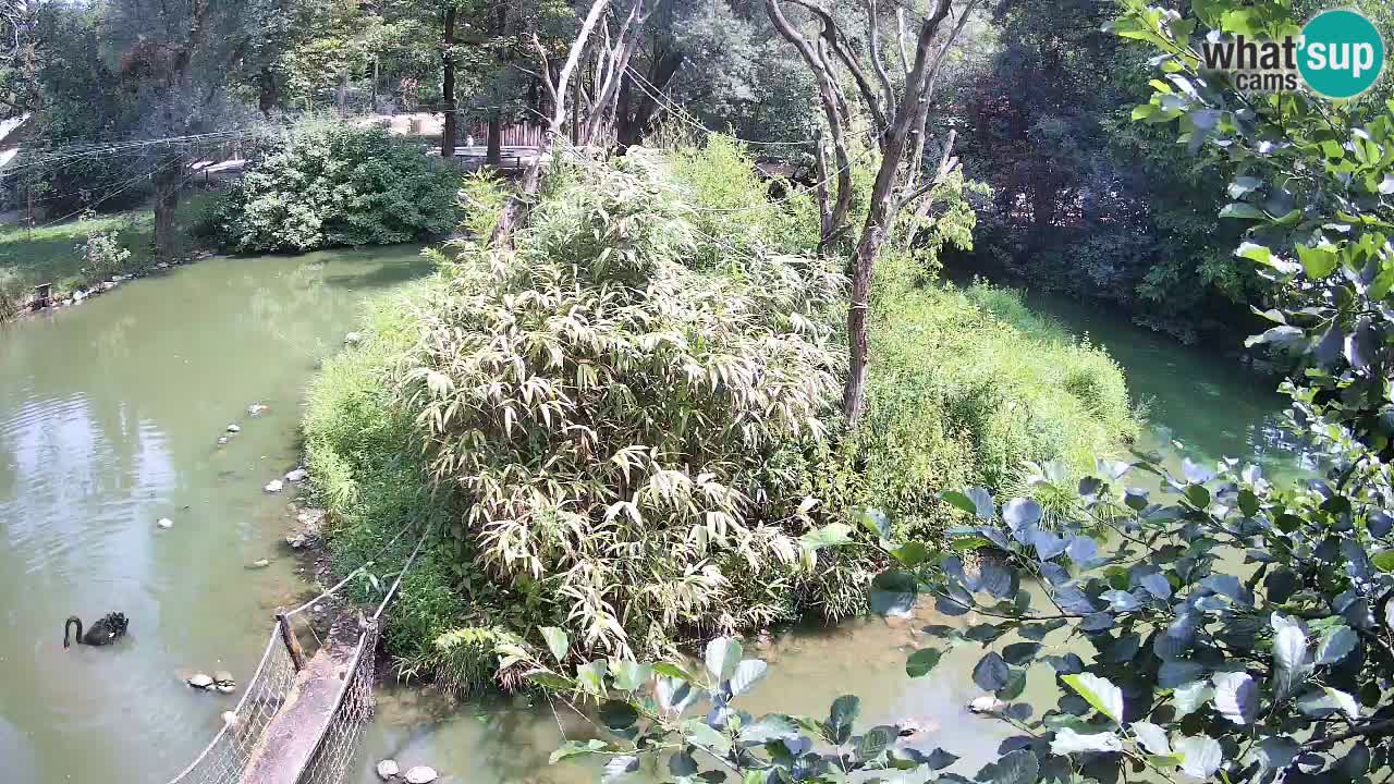 Südlicher Gelbwangen-Schopfgibbon Zoo Ljubljana webcam