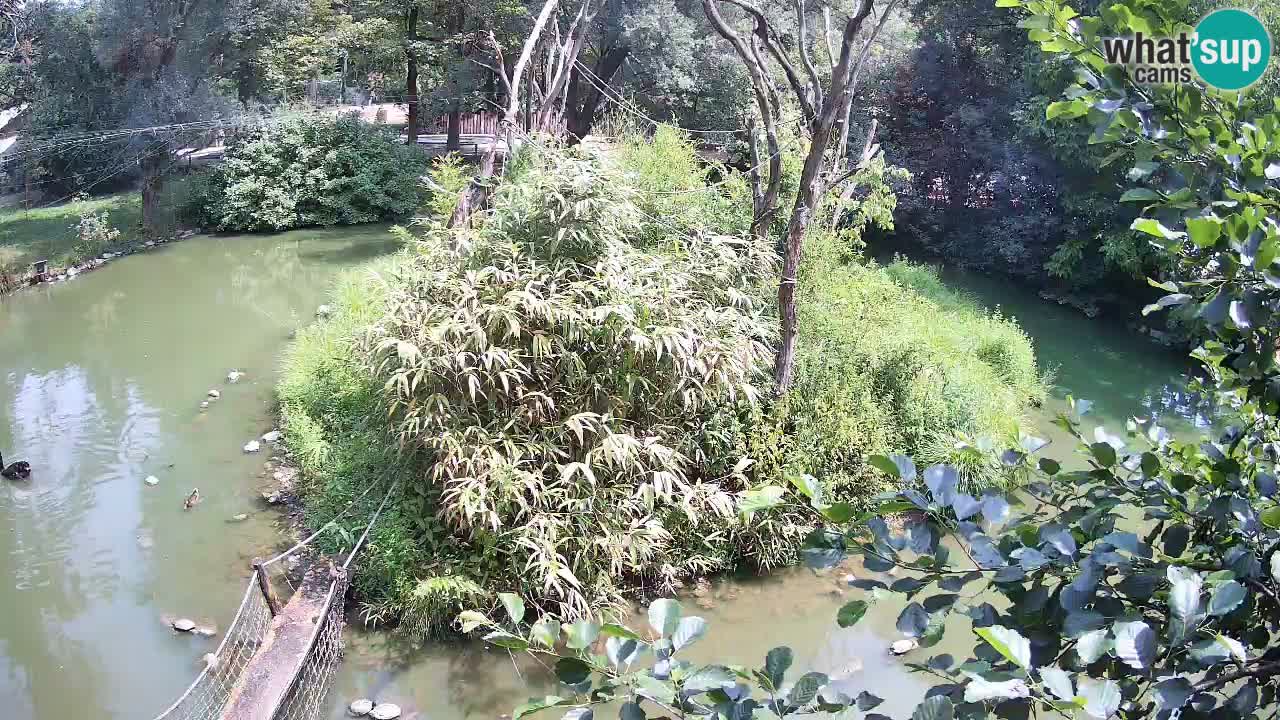 Gibbon à joues jaunes Zoo Ljubljana live cam