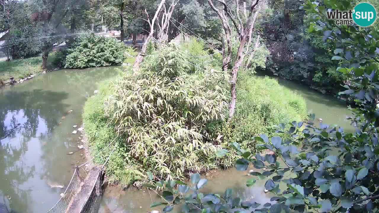 Südlicher Gelbwangen-Schopfgibbon Zoo Ljubljana webcam